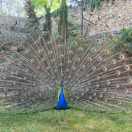 مبيت وإفطار Andancette Domaine De Pipangaille المظهر الخارجي الصورة