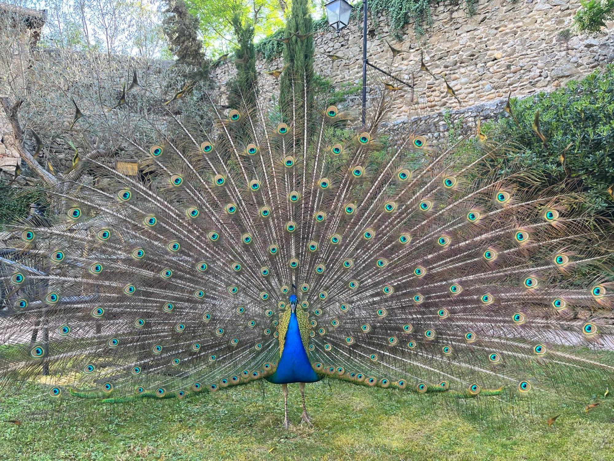 مبيت وإفطار Andancette Domaine De Pipangaille المظهر الخارجي الصورة
